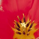 In the Heart of a Tulip