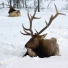 Sleeping Elk