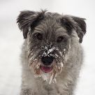 snowy love