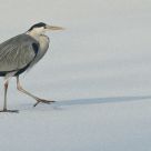 A walk on white