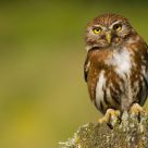 Chuncho (Glaucidium nanum)
