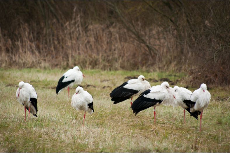 Le sitting des cigognes - The sitting of storks