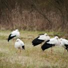 Le sitting des cigognes - The sitting of storks