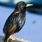 Starling