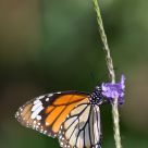 Tiger Butterfly