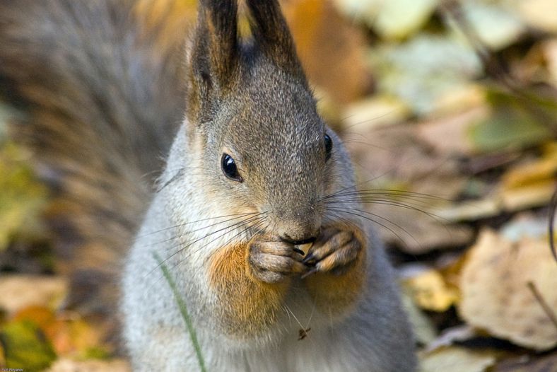 Squirell