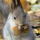 Squirell