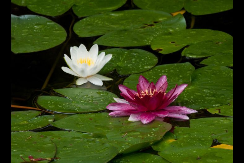 Lily Pond