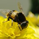 Big Fly