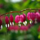 Bleeding Hearts