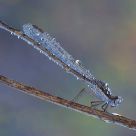 Sympecma fusca