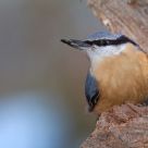 Nuthatch