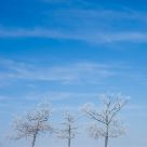 Frosty Trees