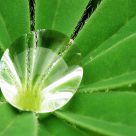 Rain Water Drop Close Up