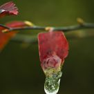 Ice Droplet
