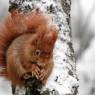 Give me NUTS