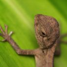 Lizard