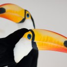 Toucan