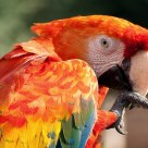 Parrot