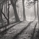 foggy morning