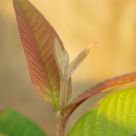 guava leafs