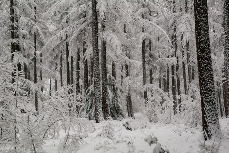 snowy woods