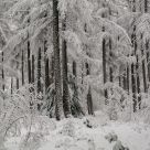 snowy woods