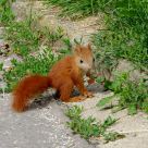 Squirrel baby