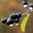 After rain