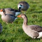 geese
