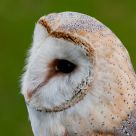 Barn owl