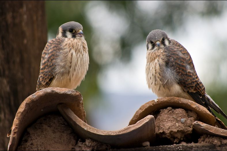 American Kestrals
