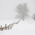 Snow Flurry