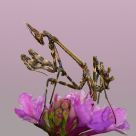 Empusa