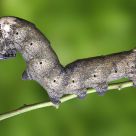 Larva Acherontia atropos