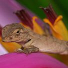 Lizard