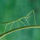 Stick insect