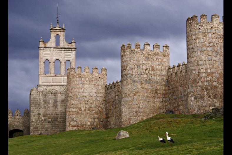 Two storks by the walls