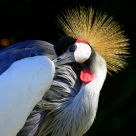 Gru coronata