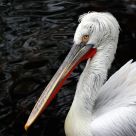 Pelican