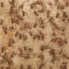 Spiders