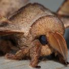 Moth