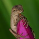 Lizard