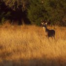 White Tail at Dawn