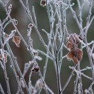 Hoarfrost