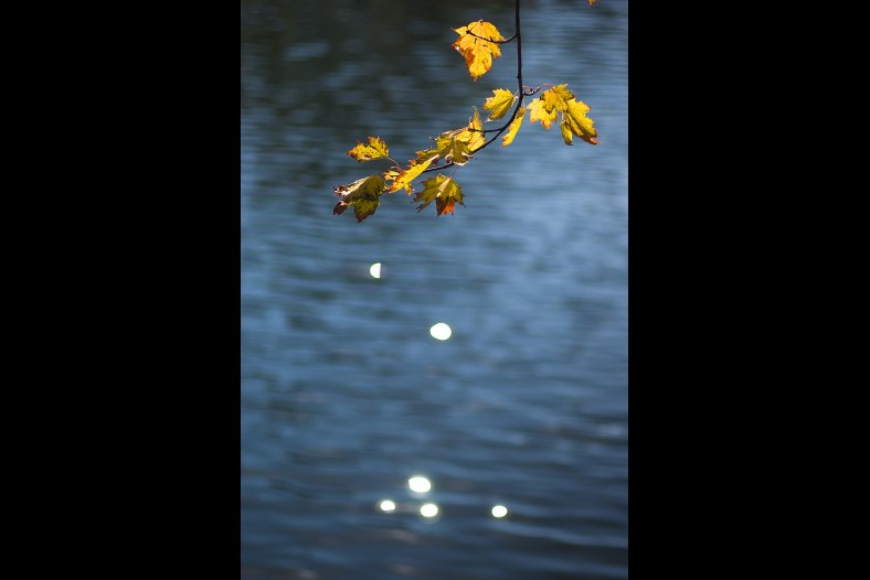 Last leafs