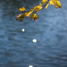 Last leafs