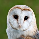 Bsrn owl