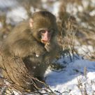 Chilled Monkey