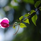 Flower under light